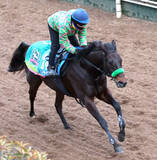 「【根岸Ｓ・特選有力馬チェック】６歳で休み明け…エンペラーワケアは買うべき？」の画像1