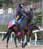 「土曜東京競馬場の注目激走馬…東京１１Ｒ白富士ステークス（Ｌ）」の画像1