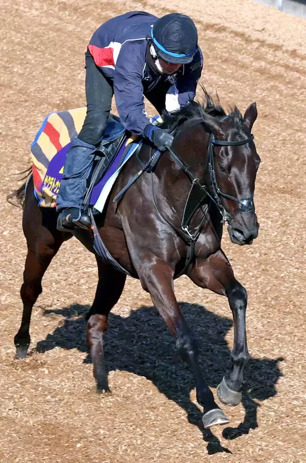 【フェブラリーＳ】芝重賞２勝馬が不気味な砂初参戦へ木曜追い　「昨年ぐらいから…」サクラトゥジュールの堀調教師