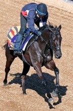 【フェブラリーＳ】芝重賞２勝馬が不気味な砂初参戦へ木曜追い　「昨年ぐらいから…」サクラトゥジュールの堀調教師