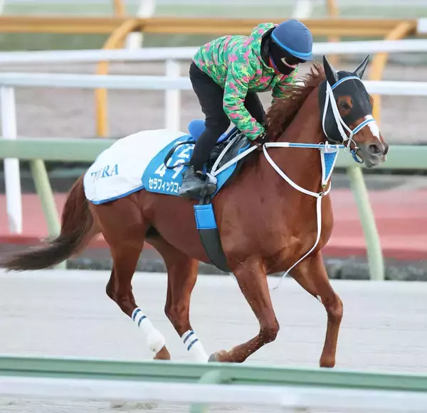 【川崎記念】移籍２戦目で上昇気配！「今回はシルエットが戻ってきた」元ＪＲＡ所属のセラフィックコール