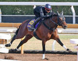 「【皐月賞・１週前】若葉Ｓ勝ちマテンロウゲイルがＣＷコースで絶好の動き　野中調教師「見た目よりも時計が出ていた」」の画像1