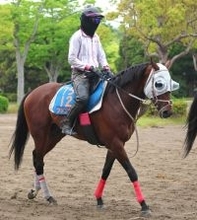 【京王杯スプリングＣ】ファンダムとルメール騎手は１３番から前回の雪辱へ　先週重賞２勝の武豊騎手ヤブサメは大外枠