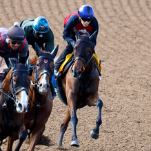 【府中牝馬Ｓ・１週前】ヴィクトリアマイル６着から反撃狙うニシノティアモ　上原佑調教師「体もできています」