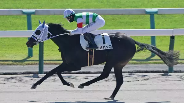 【京都３Ｒ・２歳新馬】ヒメハッカが豪快に差し切りデビュー勝ち　松山弘平騎手「強かったと思います」
