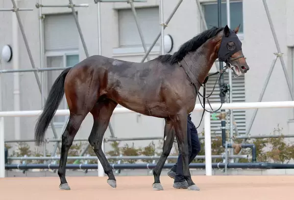【全日本２歳優駿】パイロマンサー無傷３連勝でＪｐｎ１初制覇　岩田望来騎手「ヒヤッとしたけど勝ち切ってくれた」