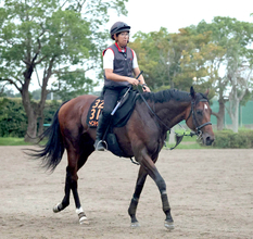 【セントライト記念・特選有力馬チェック】ゴーイントゥスカイは買うべき？