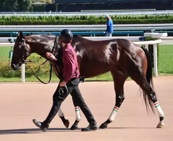 【京都８Ｒ】芝でまたレコード！　ブレットパスが首差差し切る　荻野極騎手「本当に能力を感じます」