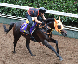 【菊花賞】コンジェスタスが坂路で躍動　高い長距離適性で２冠馬に迫る　高野調教師「非常にいいんじゃないかなと思います」　