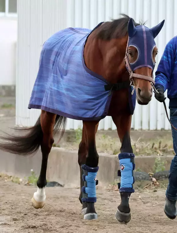 【チャンピオンズＣ】ナルカミが単勝２・４倍で１強ムード　唯一のＪＲＡ・Ｇ１馬はまさかの同１００倍　前日最終オッズ