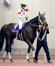 【注目馬動向・古馬】アウトレンジはドバイ・ワールドＣが目標　シトリンＳ勝ちのムルソーは佐賀記念を本線に調整
