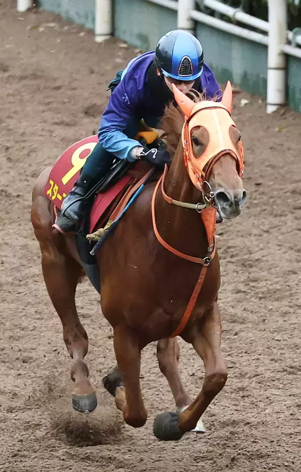 「【桜花賞・１週前】２歳女王スターアニスは坂路で躍動感抜群　松山弘平騎手「さすがＧ１馬という動き」」の画像