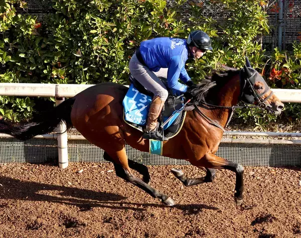 ２３年カペラＳ覇者のテイエムトッキュウが引退　前走後に左前浅屈腱炎が判明　今後は乗馬になる予定