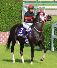 【中山グランドＪ】ＪＧ１初挑戦４・１億円馬ホウオウプロサンゲは４着　小野寺祐太騎手「暮れのＧ１に向けて…」