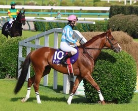 【中山グランドＪ】３番人気ディナースタは２着　勝ち馬から２秒差も高田潤騎手「逆転する余地を残している」