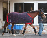 「【注目馬動向】ミュージアムマイルの妹フェスティバルヒルは疲労が抜け切らずに春休養　骨折明けの桜花賞は１７着」の画像1