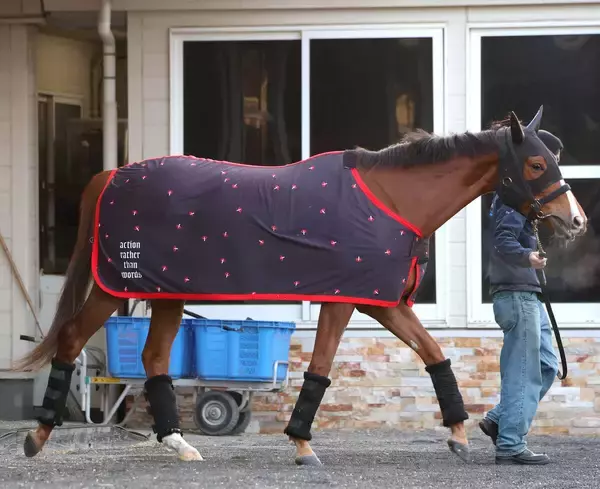 【注目馬動向】ミュージアムマイルの妹フェスティバルヒルは疲労が抜け切らずに春休養　骨折明けの桜花賞は１７着