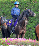 「【天皇賞・春】クロワデュノールは負荷かけた１週前追いの効果あり　斉藤崇調教師「前向きさが戻ってきたと思います」」の画像1