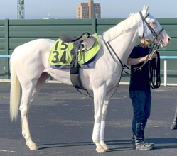 【函館５Ｒ・２歳新馬】“白毛一族”スノーウィスパーは６着に敗れる　姉のソダシ、マルガに続く函館デビュー戦Ｖならず