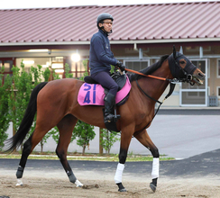 【注目馬動向】スイートピーＳ勝ち馬のカナルサンマルタンは８月９日の佐渡Ｓに出走予定も外傷のため回避