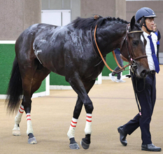 【注目馬動向】東京スポーツ杯２歳Ｓのダノンダックスの鞍上は引き続きルメール騎手　リバティアイランド半弟の３・１億円馬