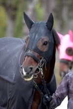 【チャンピオンズＣ】「悔いのないように」佐々木調教師が奇数枠に入ったラムジェットの発馬対策で考えた策とは