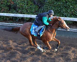 「【京都金杯】２４年覇者のコレペティトールは毛づやピカピカで坂路を駆ける　中竹調教師「障害も使った効果を期待」」の画像1