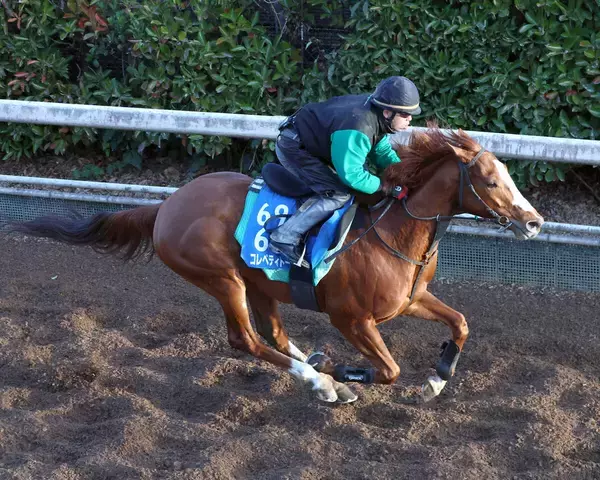 【京都金杯】２４年覇者のコレペティトールは毛づやピカピカで坂路を駆ける　中竹調教師「障害も使った効果を期待」