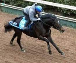 【根岸Ｓ】坂路でラスト１１秒７の最速タイマーク！インユアパレスに陣営も「重賞でも相手関係ひとつ」と自信