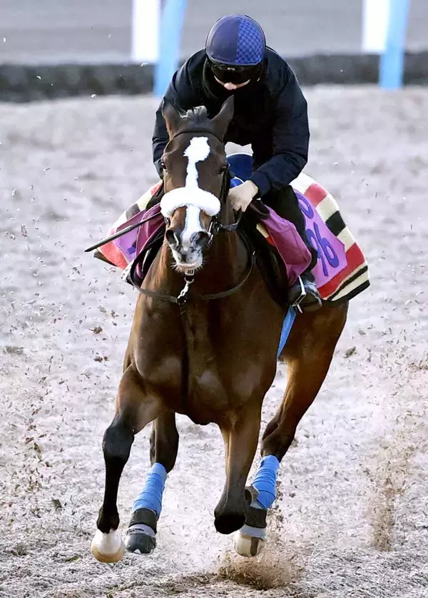 【ＰＯＧ】先週のクイーンＣ除外のルージュボヤージュはキング騎手と今週の自己条件へ　チューリップ賞の予定を前倒し