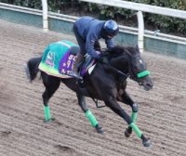 【オーシャンＳ】「勝っているところだから」陣営も自信　２４年スプリンターズＳ勝ち馬ルガルが同舞台Ｖ狙う　