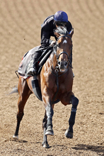 【青葉賞】武豊騎手が騎乗のコントレイル産駒ゴーイントゥスカイが抽選突破　シンボリクリスエスなど３勝のレジェンドに託す