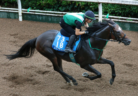 【チャレンジＣ】春古馬Ｇ１で好走したタガノデュードは好気配　宮調教師「地力が付いてきて、かなり強くなっていると思う」