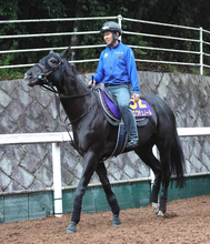【天皇賞・秋・土曜気配】春秋連覇を狙うクロワデュノールは堂々の競馬場入り　陣営「春３戦と同じような感じ」