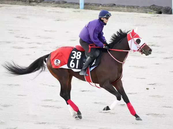 【注目馬動向】ＧＬＡＹのＴＥＲＵが名付け親のテルヒコウは報知杯弥生賞ディープインパクト記念へ向かう