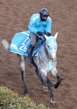 【ダイヤモンドＳ】スタミナ豊富なブレイヴロッカーはチャンス十分　本田調教師「もともと力のある馬」