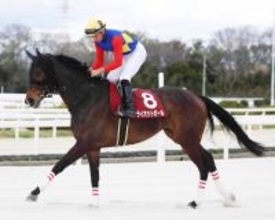 【注目馬動向・古馬】６歳牝馬ライオットガールは兵庫女王盃へ　２年ぶりの制覇めざす