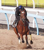 「【報知杯弥生賞】タイダルロックが帰厩後初時計で上々の感触　武井調教師「上積みのある状態から」」の画像1