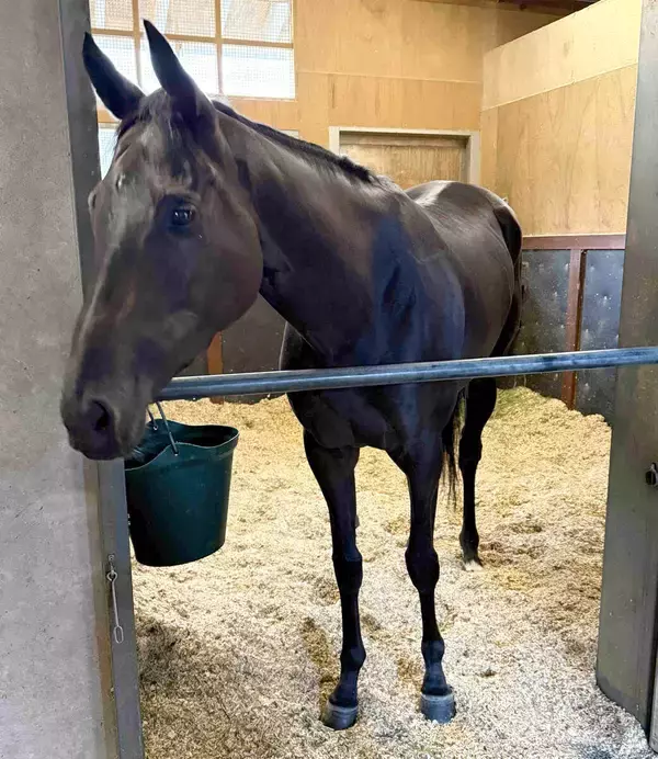 【注目馬動向】５戦５勝の秋華賞馬モンローウォークは放牧へ　次戦は上村調教師「オーナーと相談して…」