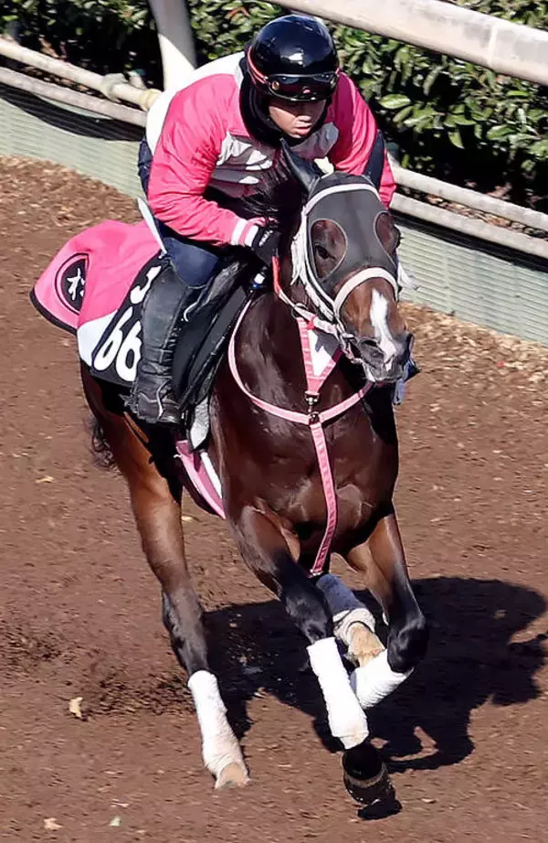 【京都２歳Ｓ】良血バルセシートは６枠６番から重賞初制覇へ　２連勝中のウイナーズナインは大外８枠１１番　枠順決定