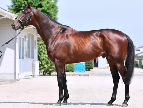 【松山康久元調教師のダービー馬体診断】マテンロウゲイル８・０点　鍛えられて鋼のような筋肉は、まさにスーパーアスリート
