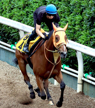 日曜中京競馬場の注目激走馬…中京７Ｒ中京記念・Ｇ３