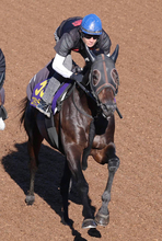 【天皇賞・秋・金曜気配】コスモキュランダはゲート練習を行い準備万端　加藤士調教師「落ち着いていていいですね」