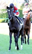 【阪神５Ｒ・２歳新馬】評判馬のアルジェンテーラ２着　サガルマータ３着　騎手＆陣営のレース後のジャッジは？