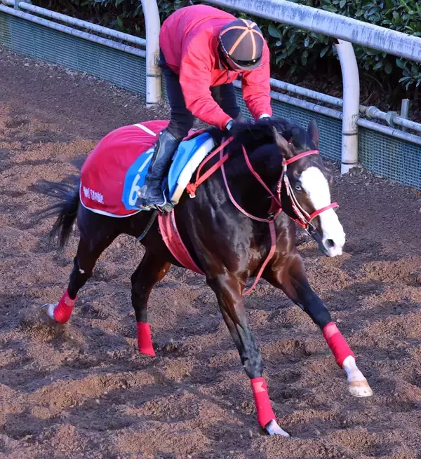 【ゴドルフィンマイル】シンフォーエバー、オメガギネス、ビダーヤの関西馬３頭が招待を受諾