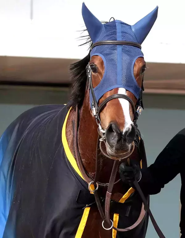 【報知杯ＦＲ】メルメラーダが回避　左前第一指骨矢状骨折で近日中に手術の予定