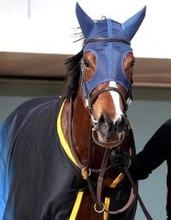 【報知杯ＦＲ】メルメラーダが回避　左前第一指骨矢状骨折で近日中に手術の予定