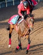 【天皇賞・春・１週前】９歳でも絶賛成長中！エヒトは栗東・坂路をリズム良く登坂　陣営「心肺機能の高い馬でやれてもいい」