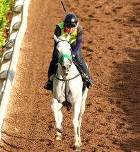 【安田記念】ガイアフォースが１２回目のＧ１挑戦で今度こそ　陣営「不安なく競馬にいけるのはいいですね」