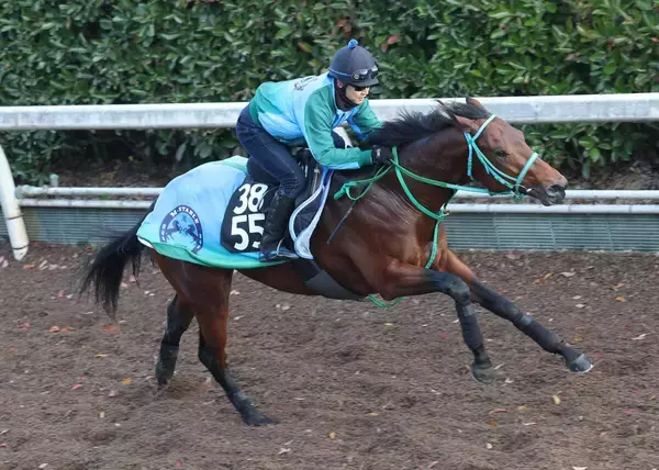 【日曜注目】あの最優秀３歳牝馬の弟が砂上で無傷の２連勝狙う　４馬身差圧勝の初戦から約半年
